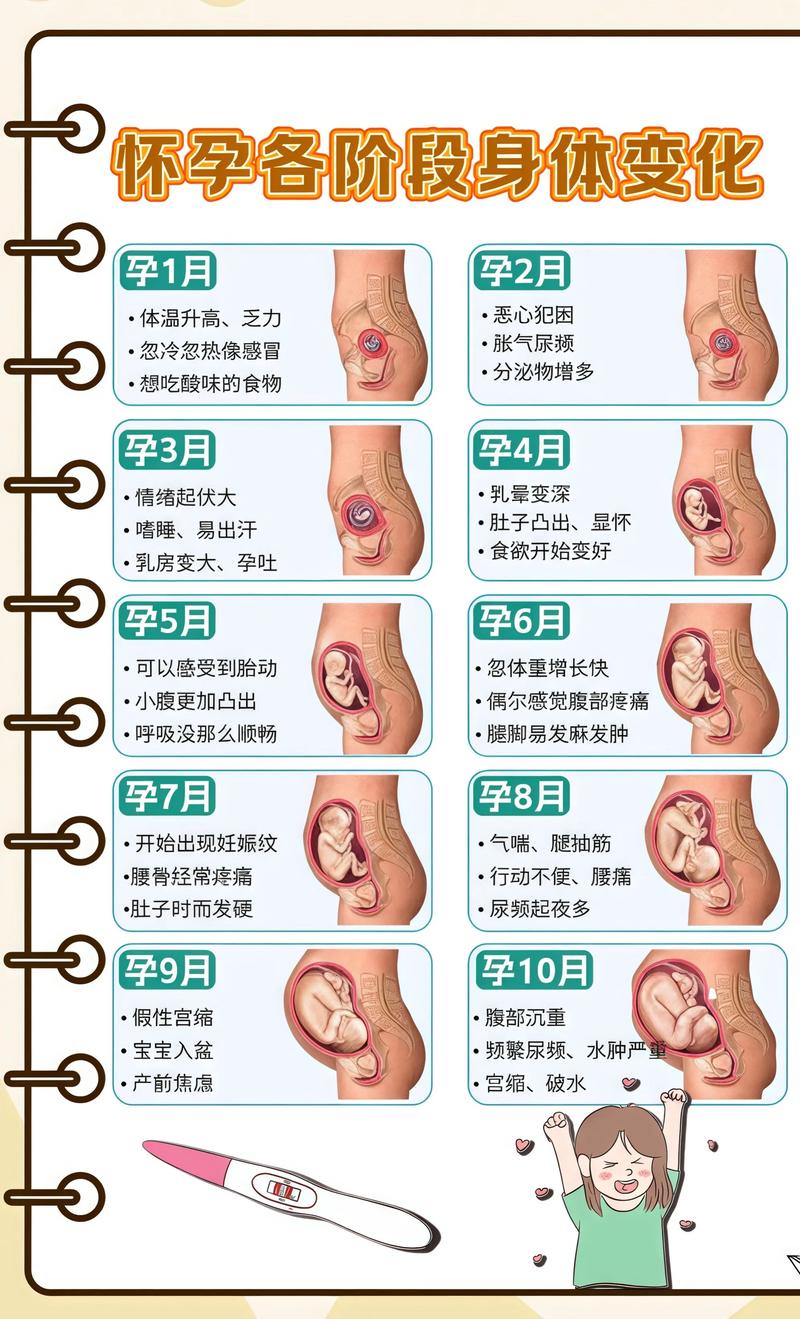 揭秘供卵代孕妈妈怀孕小腹分两节,孕期变化的奥秘松原代生机构: